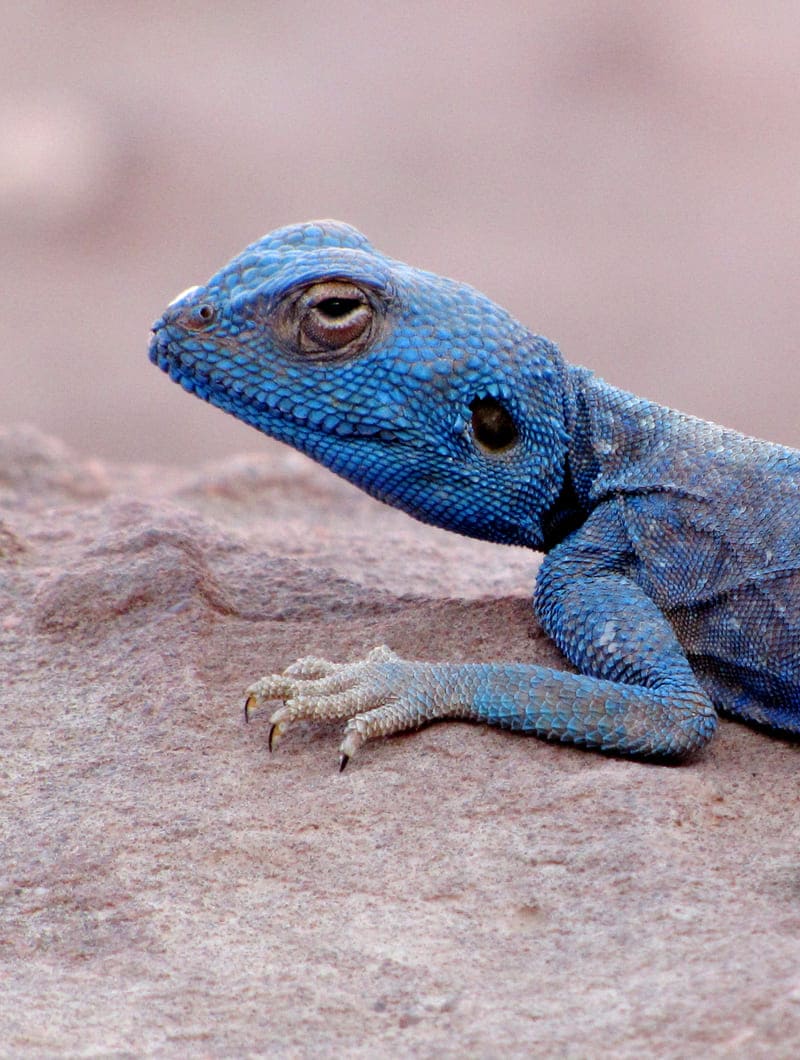 Photo d'un gecko bleu dans le désert du Wadi Rum en Jordanie